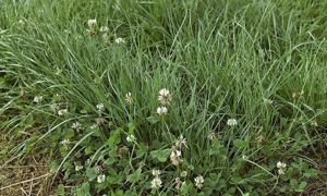 Des variétés de RGA diploïdes, demi-tardives et peu remontantes, associées à des tétraploïdes tardives, facilitent l'exploitation des prairies fauchées en premier cycle puis pâturées en deuxième. Cela n'exclut par leur association avec du trèfle blanc.© CHRISTIAN WATIER Des variétés de RGA diploïdes, demi-tardives et peu remontantes, associées à des tétraploïdes tardives, facilitent l'exploitation des prairies fauchées en premier cycle puis pâturées en deuxième. Cela n'exclut par leur association avec du trèfle blanc.© CHRISTIAN WATIER
