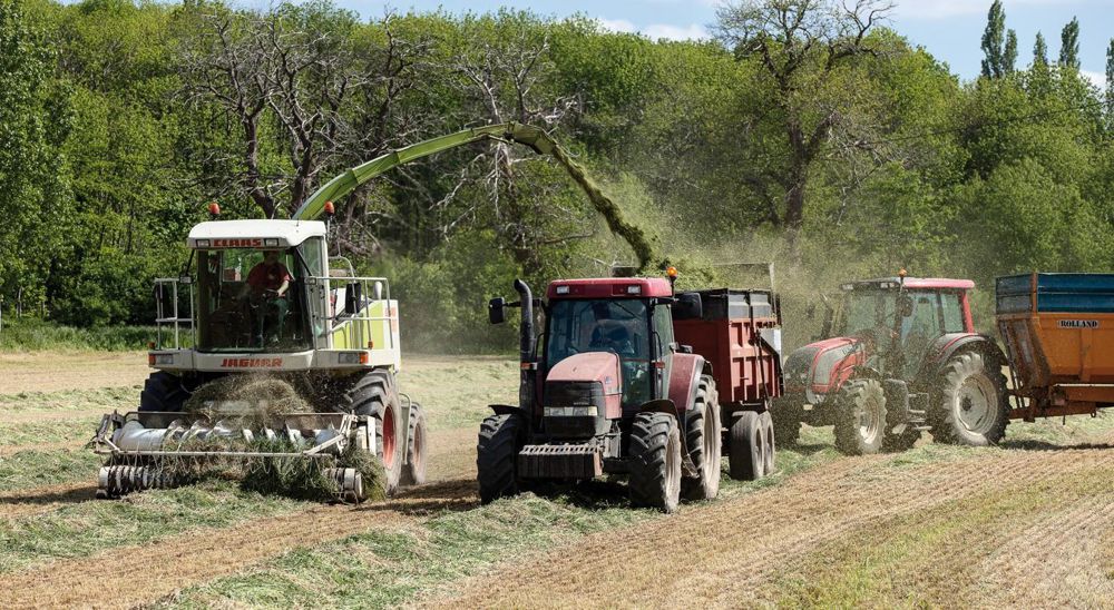 Cette année encore, la valeur des ensilages d'herbe est hétérogène. Les éleveurs qui ont su saisir les occasions météorologiques pour ensiler précocément obtiennent des fourrages de qualité très correcte.© CHRISTIAN WATIER Cette année encore, la valeur des ensilages d'herbe est hétérogène. Les éleveurs qui ont su saisir les occasions météorologiques pour ensiler précocément obtiennent des fourrages de qualité très correcte.© CHRISTIAN WATIER
