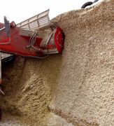 Même si cela demande du travail, l'abaissement du silo de maïs-ensilage, s'il est haut, limitera les refus et économisera du fourrage.© CHRISTIAN WATIER Même si cela demande du travail, l'abaissement du silo de maïs-ensilage, s'il est haut, limitera les refus et économisera du fourrage.© CHRISTIAN WATIER