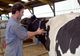 En phase d'assainissement, l'élevage est contrôlé tous les deux mois après la prophylaxie. Tous les bovins de plus de six sont soumis à une intradermoréaction simple et à un dosage d'interféron gamma systématique.© CHRISTIAN WATIER En phase d'assainissement, l'élevage est contrôlé tous les deux mois après la prophylaxie. Tous les bovins de plus de six sont soumis à une intradermoréaction simple et à un dosage d'interféron gamma systématique.© CHRISTIAN WATIER