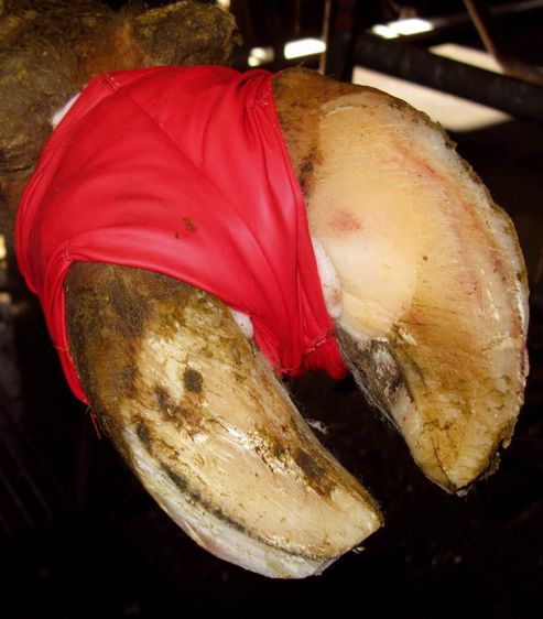 Avec la nouvelle taille XL, plus aucun risque de déchirer le bandage chaussette sur les gros pieds. Pas de risque non plus, avec sa couleur rouge vif, de la confondre avec la taille standard.© YVES DEBEAUVAIS