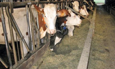 Avec des rations sèches mélangées à base de foin-regain, le phénomène de tri par les animaux est particulièrement marqué.© Y.D.