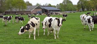 Avec le rationnement dynamique, chaque vache de Paul Ten Velde reçoit la quantité de concentré adaptée à la production laitière souhaitée.PHOTOS © WILFRIED WESSELINK Avec le rationnement dynamique, chaque vache de Paul Ten Velde reçoit la quantité de concentré adaptée à la production laitière souhaitée.PHOTOS © WILFRIED WESSELINK