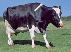 Une boiterie, même la plus légère, est douloureuse et fait baisser la production laitière d'au moins 5 %.© CLAUDIUS THIRIET Une boiterie, même la plus légère, est douloureuse et fait baisser la production laitière d'au moins 5 %.© CLAUDIUS THIRIET