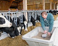 À terme, le système d'alimentation devrait permettre d'exprimer la quantité de nutriments absorbés (acides aminés, glucose, acides gras et acides gras volatils), afin de prévoir la réponse des animaux et piloter la qualité des produits.© CHRISTIAN WATIER À terme, le système d'alimentation devrait permettre d'exprimer la quantité de nutriments absorbés (acides aminés, glucose, acides gras et acides gras volatils), afin de prévoir la réponse des animaux et piloter la qualité des produits.© CHRISTIAN WATIER