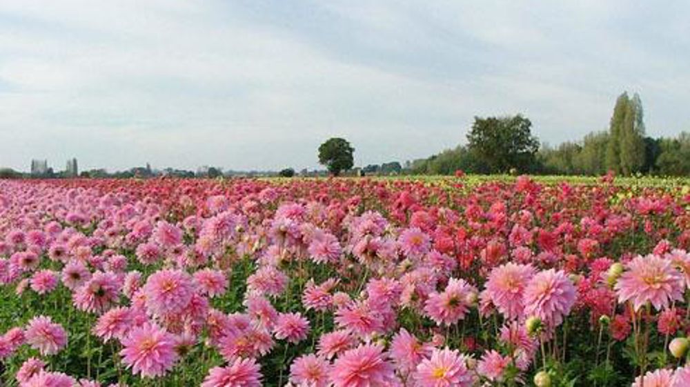 Les adhérents de Terrena produisent 31 hectares de bulbes à fleurs dont 20 hectares de dahlias. © A. MABIRE Les adhérents de Terrena produisent 31 hectares de bulbes à fleurs dont 20 hectares de dahlias. © A. MABIRE