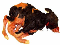 Les malformations observées touchent principalement le squelette : déformation des membres, torticolis... Les malformations observées touchent principalement le squelette : déformation des membres, torticolis...