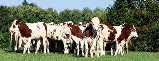 Pour les génisses, il n'est pas toujours nécessaire de traiter à la rentrée en stabulation. Un dosage de pepsinogène dans le sang permettra d'orienter la décision.© JÉRÔME CHABANNE Pour les génisses, il n'est pas toujours nécessaire de traiter à la rentrée en stabulation. Un dosage de pepsinogène dans le sang permettra d'orienter la décision.© JÉRÔME CHABANNE