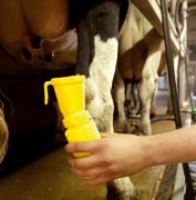 Cet été, il faut maintenir le post-trempage. Même si le trayon est propre, il n'est pas pour autant indemne de germes pathogènes.© SÉBASTIEN CHAMPION Cet été, il faut maintenir le post-trempage. Même si le trayon est propre, il n'est pas pour autant indemne de germes pathogènes.© SÉBASTIEN CHAMPION