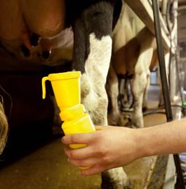 Cet été, il faut maintenir le post-trempage. Même si le trayon est propre, il n'est pas pour autant indemne de germes pathogènes.© SÉBASTIEN CHAMPION Cet été, il faut maintenir le post-trempage. Même si le trayon est propre, il n'est pas pour autant indemne de germes pathogènes.© SÉBASTIEN CHAMPION