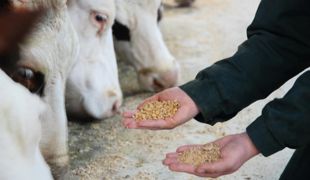 L'incorporation du tourteau expeller (premier plan) ou des graines crues de soja (second plan) doit être raisonnée pour ne pas dépasser les 5 % de matière grasse dans la ration, sous peine de détériorer les performances laitières.© CENTRE D'ÉLEVAGE DE POISY L'incorporation du tourteau expeller (premier plan) ou des graines crues de soja (second plan) doit être raisonnée pour ne pas dépasser les 5 % de matière grasse dans la ration, sous peine de détériorer les performances laitières.© CENTRE D'ÉLEVAGE DE POISY