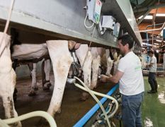 Ce changement d'organisation n'a pas non plus d'incidence sur la composition du lait et les taux cellulaires.© WATIER VISUE Ce changement d'organisation n'a pas non plus d'incidence sur la composition du lait et les taux cellulaires.© WATIER VISUE