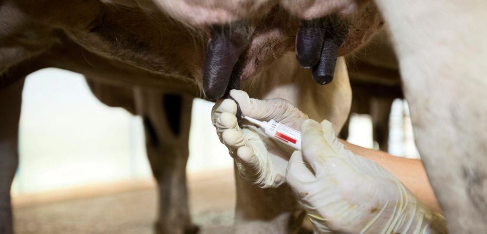 Les traitements au tarissement représentent la moitié des antibiotiques administrés aux vaches laitières. Tous ne sont pas justifiés.© CHRISTIAN WATIER Les traitements au tarissement représentent la moitié des antibiotiques administrés aux vaches laitières. Tous ne sont pas justifiés.© CHRISTIAN WATIER