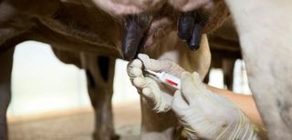 Les traitements au tarissement représentent la moitié des antibiotiques administrés aux vaches laitières. Tous ne sont pas justifiés.© CHRISTIAN WATIER Les traitements au tarissement représentent la moitié des antibiotiques administrés aux vaches laitières. Tous ne sont pas justifiés.© CHRISTIAN WATIER