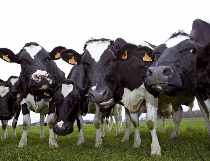 L'IBR se transmet par contact nasal direct, mais aussi par aérosol lors d'éternuement.© CHRISTIAN WATIER