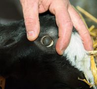 Un cercle blanc complet indique qu'il n'y a pas de vaisseaux sanguins persistants pouvant conduire à une repousse. Un cercle blanc complet indique qu'il n'y a pas de vaisseaux sanguins persistants pouvant conduire à une repousse.