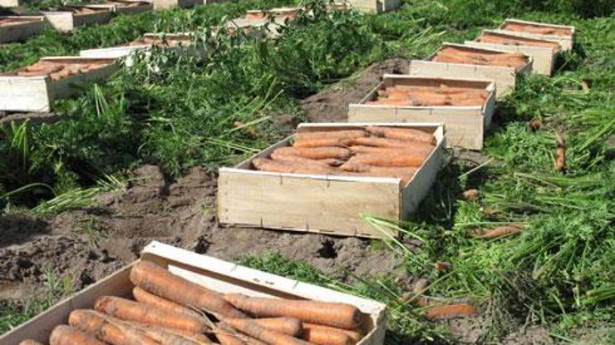 Cueillette de carottes de Créances dans la Manche pour Priméale. Priméale et Jean L'Hourre devraient­ s'appuyer sur la complémentarité de leurs zones géographiques ou de leurs productions afin d'élargir chacune leur gamme. © C. MICHEL Cueillette de carottes de Créances dans la Manche pour Priméale. Priméale et Jean L'Hourre devraient­ s'appuyer sur la complémentarité de leurs zones géographiques ou de leurs productions afin d'élargir chacune leur gamme. © C. MICHEL