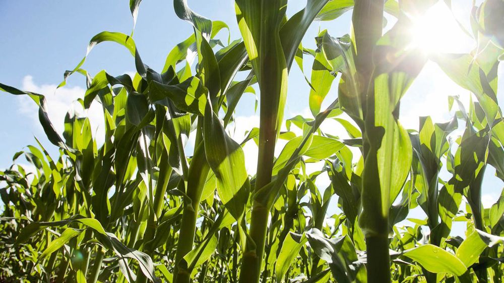 © SÉBASTIEN CHAMPION