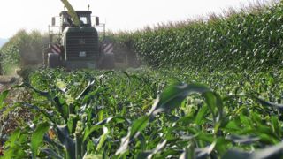 L'ensilage à 55 cm de hauteur permet un petit bonus en énergie et en matière sèche et surtout avec moins d'encombrement, sans trop handicaper le rendement de la parcelle.© ARVALIS INSTITUT DU VÉGÉTAL L'ensilage à 55 cm de hauteur permet un petit bonus en énergie et en matière sèche et surtout avec moins d'encombrement, sans trop handicaper le rendement de la parcelle.© ARVALIS INSTITUT DU VÉGÉTAL