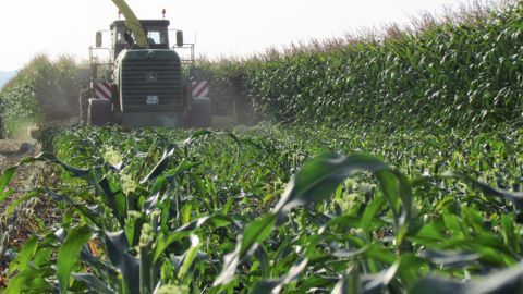L'ensilage à 55 cm de hauteur permet un petit bonus en énergie et en matière sèche et surtout avec moins d'encombrement, sans trop handicaper le rendement de la parcelle.© ARVALIS INSTITUT DU VÉGÉTAL