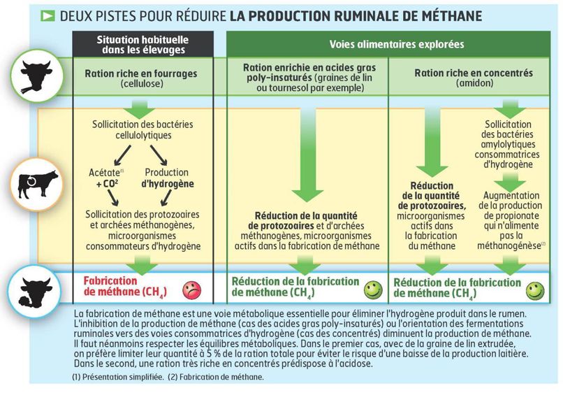 méthanogenèse