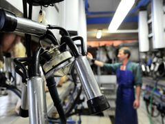 Les tests dynamiques pendant la traite permettent de déceler les mauvais réglages afin de maîtriser le phénomène de reflux de lait ou « reverse-flow ». © JÉRÔME CHABANNE Les tests dynamiques pendant la traite permettent de déceler les mauvais réglages afin de maîtriser le phénomène de reflux de lait ou « reverse-flow ». © JÉRÔME CHABANNE