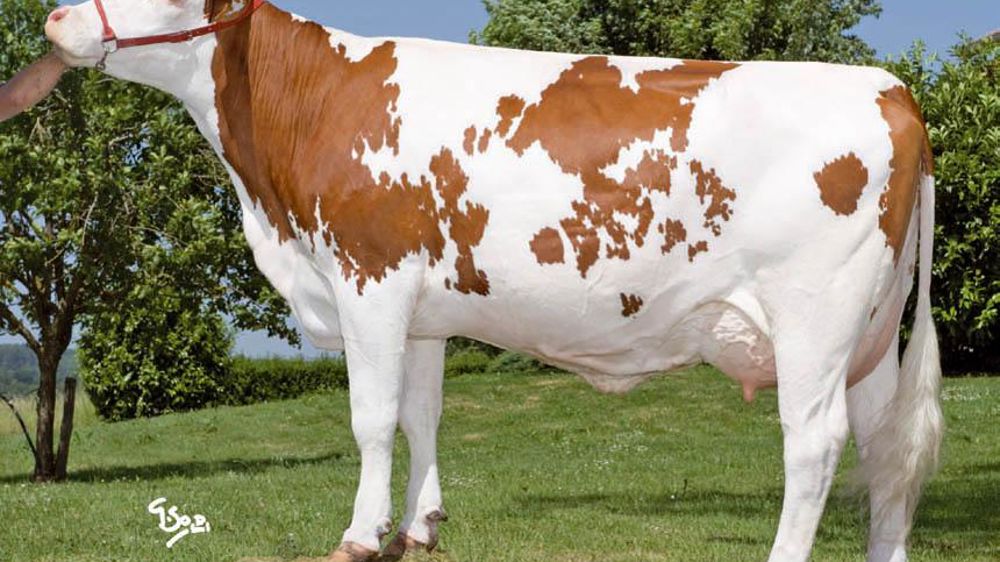 Ulliad laisse un modèle de vache heureusement plus grande que son père (107/92), mieux proportionnée (105 en largeur de poitrine, 106 et 113 en profondeurs), mais avec la même bonne couverture musculaire (112).