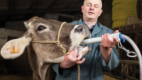 1. Première étape : introduire le tube protecteur dans la gueule de la vache.© CLAUDIUS THIRIET