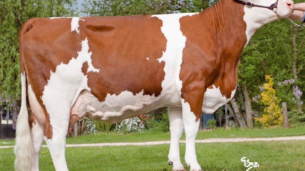 Plutôt grandes (107) et normales dans leur corps (105), douées d'une bonne aptitude viande (107), les Tricastin offrent quelques garanties en mamelles (108) pour leur potentiel de production (+ 954 kg). Seuls la hauteur d'attache arrière (93) et le support (89) défaillent. Le volume est plutôt bon (109) et l'équilibre (117) sans problème.