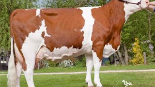 Plutôt grandes (107) et normales dans leur corps (105), douées d'une bonne aptitude viande (107), les Tricastin offrent quelques garanties en mamelles (108) pour leur potentiel de production (+ 954 kg). Seuls la hauteur d'attache arrière (93) et le support (89) défaillent. Le volume est plutôt bon (109) et l'équilibre (117) sans problème. Plutôt grandes (107) et normales dans leur corps (105), douées d'une bonne aptitude viande (107), les Tricastin offrent quelques garanties en mamelles (108) pour leur potentiel de production (+ 954 kg). Seuls la hauteur d'attache arrière (93) et le support (89) défaillent. Le volume est plutôt bon (109) et l'équilibre (117) sans problème.
