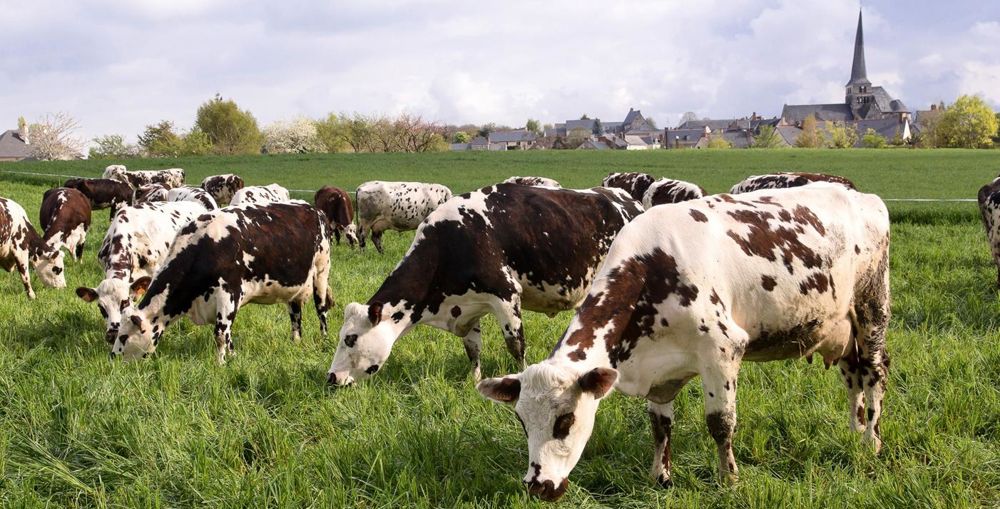 L'utilisateur peut indiquer la sévérité du pâturage qu'il souhaite, ce qui définit la hauteur d'herbe à la sortie des prairies des vaches.© CHRISTIAN WATIER 