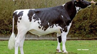 Caesar, déjà un Shottle sur O-man - La génomique permet de sortir de jeunes taureaux au pedigree moderne, tel Caesar (170 points d'Isu), chez Gènes Diffusion. Cette entreprise joue sur la solidité de la souche maternelle pour compenser le manque de précision des index. Caesar, déjà un Shottle sur O-man - La génomique permet de sortir de jeunes taureaux au pedigree moderne, tel Caesar (170 points d'Isu), chez Gènes Diffusion. Cette entreprise joue sur la solidité de la souche maternelle pour compenser le manque de précision des index.