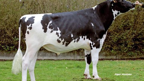 Caesar, déjà un Shottle sur O-man - La génomique permet de sortir de jeunes taureaux au pedigree moderne, tel Caesar (170 points d'Isu), chez Gènes Diffusion. Cette entreprise joue sur la solidité de la souche maternelle pour compenser le manque de précision des index. Caesar, déjà un Shottle sur O-man - La génomique permet de sortir de jeunes taureaux au pedigree moderne, tel Caesar (170 points d'Isu), chez Gènes Diffusion. Cette entreprise joue sur la solidité de la souche maternelle pour compenser le manque de précision des index.