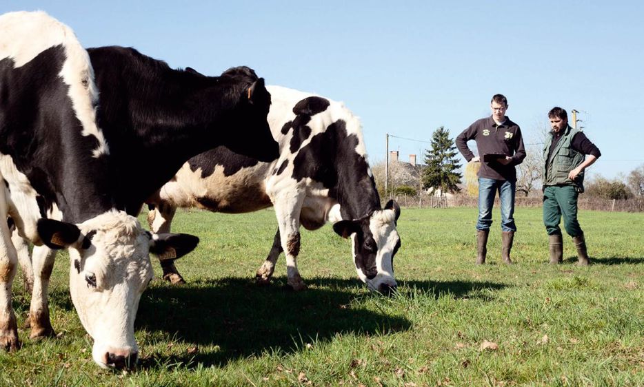Les informations apportées par l'éleveur et son conseiller seront utilisées par le modèle pour évaluer l'impact sur la production à venir de chaque vache. © SÉBASTIEN CHAMPION Les informations apportées par l'éleveur et son conseiller seront utilisées par le modèle pour évaluer l'impact sur la production à venir de chaque vache. © SÉBASTIEN CHAMPION