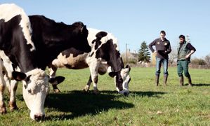 Les informations apportées par l'éleveur et son conseiller seront utilisées par le modèle pour évaluer l'impact sur la production à venir de chaque vache. © SÉBASTIEN CHAMPION Les informations apportées par l'éleveur et son conseiller seront utilisées par le modèle pour évaluer l'impact sur la production à venir de chaque vache. © SÉBASTIEN CHAMPION
