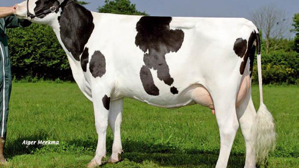 Urbiel trouvera son intérêt sur des souches solides en cellules pour apporter lait et format.