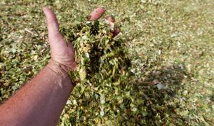 Selon le niveau de maturité du maïs, l'amidon sera plus ou moins dégradable dans le rumen. Il faut absolument en tenir compte pour la complémentation.© CHRISTIAN WATIER Selon le niveau de maturité du maïs, l'amidon sera plus ou moins dégradable dans le rumen. Il faut absolument en tenir compte pour la complémentation.© CHRISTIAN WATIER