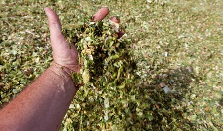 Selon le niveau de maturité du maïs, l'amidon sera plus ou moins dégradable dans le rumen. Il faut absolument en tenir compte pour la complémentation.© CHRISTIAN WATIER