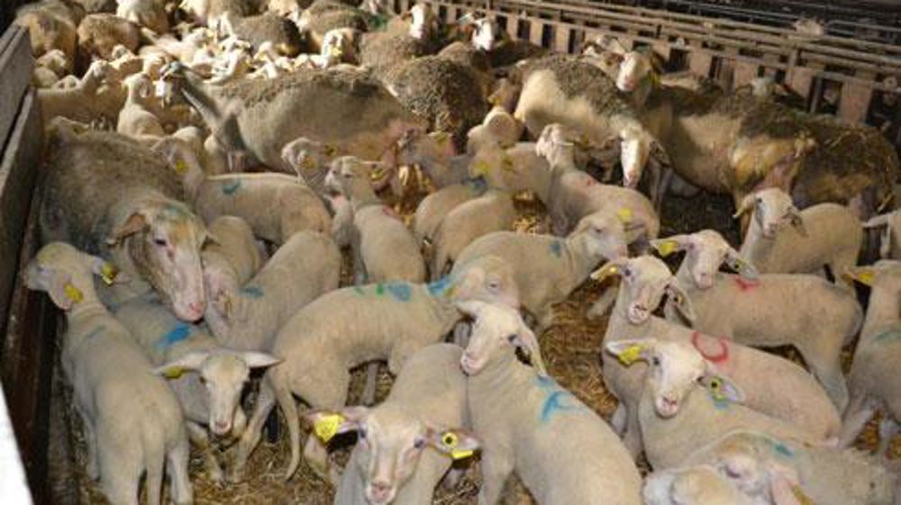La production d'agneaux lacaune (notre photo) par la coop Unicor, dans le cadre de la filière du fromage de Roquefort, sera complétée, en contre-saison, par celle des mérinos de Goixart. © Florence Jacquemoud La production d'agneaux lacaune (notre photo) par la coop Unicor, dans le cadre de la filière du fromage de Roquefort, sera complétée, en contre-saison, par celle des mérinos de Goixart. © Florence Jacquemoud
