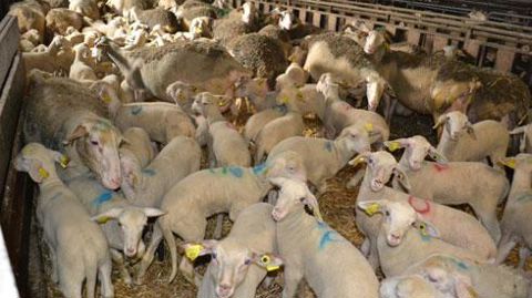 La production d'agneaux lacaune (notre photo) par la coop Unicor, dans le cadre de la filière du fromage de Roquefort, sera complétée, en contre-saison, par celle des mérinos de Goixart. © Florence Jacquemoud La production d'agneaux lacaune (notre photo) par la coop Unicor, dans le cadre de la filière du fromage de Roquefort, sera complétée, en contre-saison, par celle des mérinos de Goixart. © Florence Jacquemoud