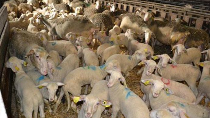 La production d'agneaux lacaune (notre photo) par la coop Unicor, dans le cadre de la filière du fromage de Roquefort, sera complétée, en contre-saison, par celle des mérinos de Goixart. © Florence Jacquemoud La production d'agneaux lacaune (notre photo) par la coop Unicor, dans le cadre de la filière du fromage de Roquefort, sera complétée, en contre-saison, par celle des mérinos de Goixart. © Florence Jacquemoud La production d'agneaux lacaune (notre photo) par la coop Unicor, dans le cadre de la filière du fromage de Roquefort, sera complétée, en contre-saison, par celle des mérinos de Goixart. © Florence Jacquemoud La production d'agneaux lacaune (notre photo) par la coop Unicor, dans le cadre de la filière du fromage de Roquefort, sera complétée, en contre-saison, par celle des mérinos de Goixart. © Florence Jacquemoud
