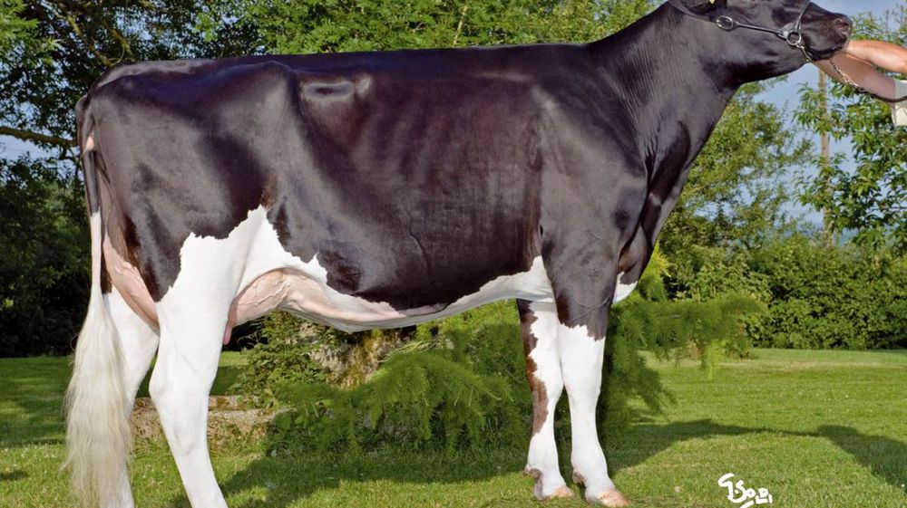 Via Thélo a pris la tête du classement avec 188 points d'Isu. Le potentiel laitier est bon (911kg, 2,4 en TP et 2,6 en TB). La largeur de poitrine est bonne (1,2) mais le bassin est renversé (- 0,7). Via Thélo a pris la tête du classement avec 188 points d'Isu. Le potentiel laitier est bon (911kg, 2,4 en TP et 2,6 en TB). La largeur de poitrine est bonne (1,2) mais le bassin est renversé (- 0,7).