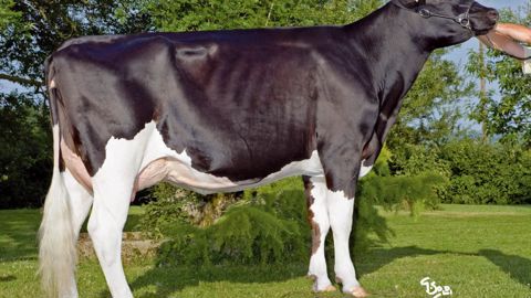 Via Thélo a pris la tête du classement avec 188 points d'Isu. Le potentiel laitier est bon (911kg, 2,4 en TP et 2,6 en TB). La largeur de poitrine est bonne (1,2) mais le bassin est renversé (- 0,7).