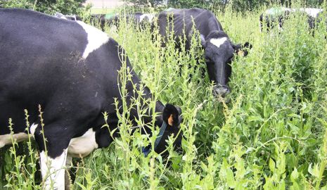 La chicorée est une plante bisannuelle. Elle monte en tiges et graines la deuxième année, ce qui est compliqué à gérer au pâturage.© INRA La chicorée est une plante bisannuelle. Elle monte en tiges et graines la deuxième année, ce qui est compliqué à gérer au pâturage.© INRA