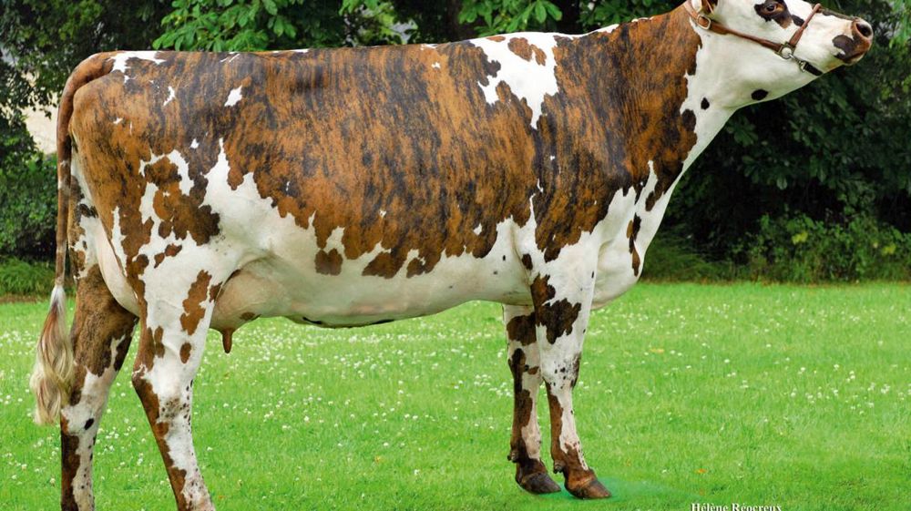 Ucany, un fils de Monkey, occupe la troisième place Isu avec 146 points. Il est le plus laitier des petits-fils d'Élixir.