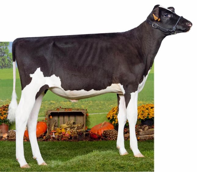 Famous Man pointe à 193 points d'Isu avec de sérieux atouts dans la morphologie, la production et la santé de la mamelle.© Giorgio Soldi Famous Man pointe à 193 points d'Isu avec de sérieux atouts dans la morphologie, la production et la santé de la mamelle.© Giorgio Soldi