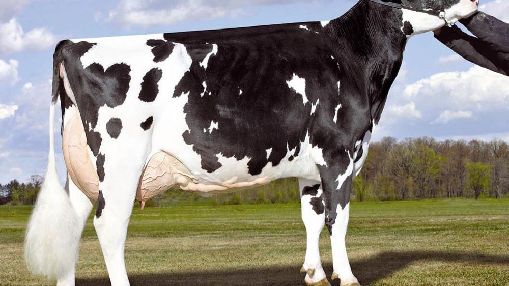 L'homogénéité des filles de Shottle est frappante, tout comme leur puissance et leurs qualités de mamelle. L'homogénéité des filles de Shottle est frappante, tout comme leur puissance et leurs qualités de mamelle.