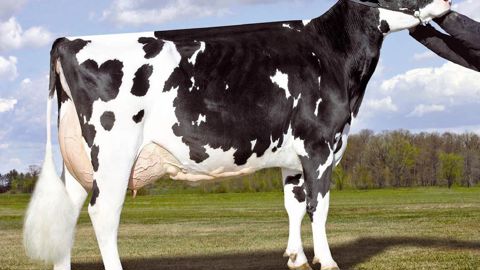 L'homogénéité des filles de Shottle est frappante, tout comme leur puissance et leurs qualités de mamelle.