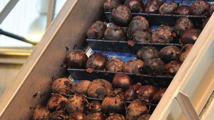 Lunor transforme 140 000 t par an de légumes dans trois sites industriels.CAP SEINE