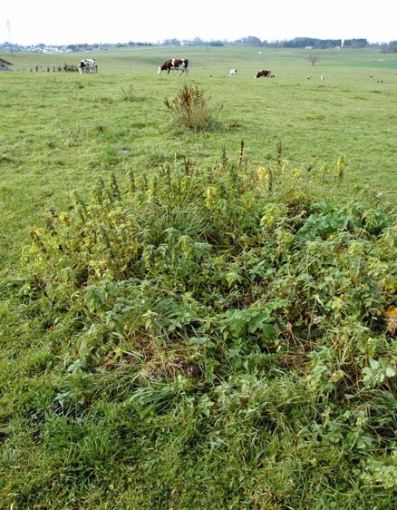 L'alternance fauche-pâture n'a pas que pour vertu de faire piétiner les vaches pour détruire les galeries de campagnols. Elle permet aussi de limiter les refus, un véritable havre de paix pour ces derniers.PHOTOS J.-M.V.